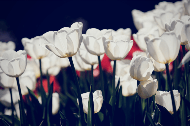 Screen Shot 2016-05-05 at 12.31.36 PM